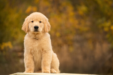 Cute golden retriever puppy sitting on a soft surface in autumn nature. Warm light highlights its fluffy fur and gentle expression, creating a calm and cozy atmosphere.