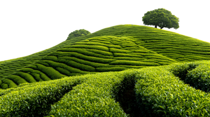 Lush green tea plantations rolling across undulating hills under a dark sky