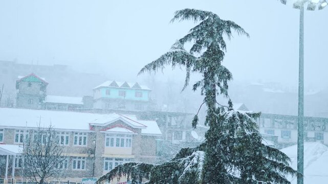 4K Slow motion shot of snowfall in front of Pine tree during a winter storm as seen from Sangla village in Kinnaur district, Himachal Pradesh, India. Scenic view of snow falling in village.
