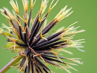 Macro of Erupting Ketul Flower Seeds (Bidens pilosa), Sharp Seed Heads, Concept of Natural Growth and Plant Reproduction