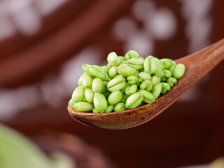 Fresh Green Wheat Kernels on Wooden Spoon - Organic Farm Grains from Henan
