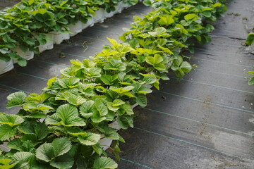 Strawberries are grown in soilless culture