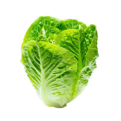 A Fresh Romaine Lettuce Head With Water Droplets On Its Green Leaves Isolated On A Transparent Background
