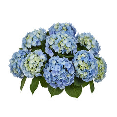 A Full Bush Of Hydrangea Flowers With Light Blue Petals And Green Leaves Isolated On A Transparent Background Detailed And Vibrant