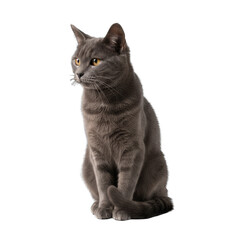 A Gray Cat Sits On A Black Background With A Transparent Background Showing Its Detailed Fur And Yellow Eyes