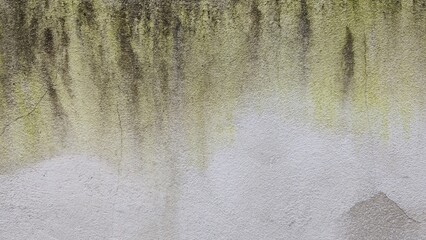 Green moss on an old grey cement wall. The old, damp cement wall has black stains. Old grunge wall texture with green moss and weathered stains, a natural rustic surface background for vintage.
