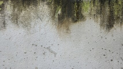 Green moss on an old grey cement wall. The old, damp cement wall has black stains. Old grunge wall texture with green moss and weathered stains, a natural rustic surface background for vintage.