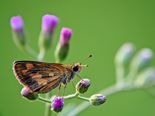 Hesperiidae Skipper butterfly macro perched on purple flower, close-up of textured brown insect wings on blurry green background
