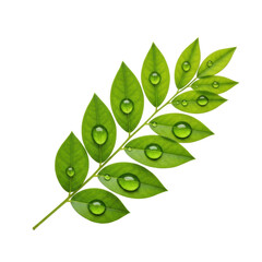 Vibrant green sprig with pristine leaves and glistening water droplets, precisely positioned on a clean transparent background under soft studio lighting, concept of pristine freshness and natural