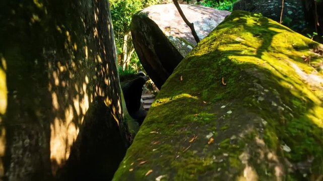 A verdant landscape featuring mossy boulders, dappled sunlight, steps, and intertwining branches