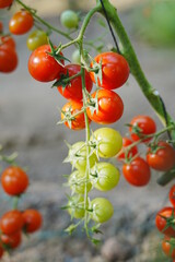 Tomatoes, fruits, and tomatoes grow in a greenhouse