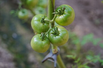 Tomatoes, fruits, and tomatoes grow in a greenhouse