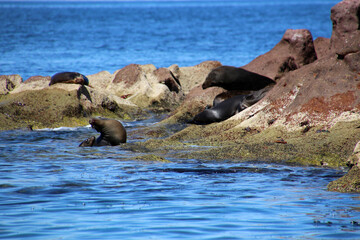 Fototapeta premium California sea lions bask in the sun on the coast of Baja California Sur, Mexico