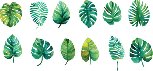 Fototapeta premium vector set of green leaves
