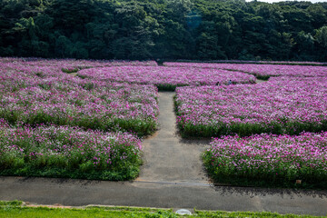 展海峰のコスモス