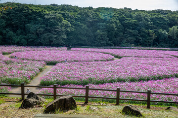展海峰のコスモス