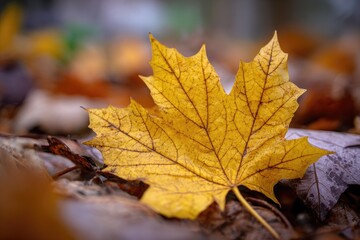 Close-up of a vibrant golden autumn leaf, resting on a bed of fallen foliage