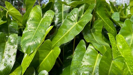 Philodendron plants with water droplets