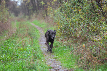 Rescued dogs from the dog shelter walk on a forest trail without a dog handler during obedience training