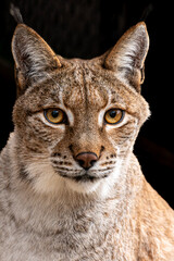 Eurasian lynx close-up portrait