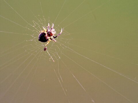 Macro Araneidae orb-weaving spider on silk web, close-up of predatory insect on nest with blurry green background