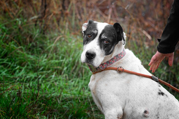 Big rescued dog walk on the forest trail with a leash and without handler during obedience training