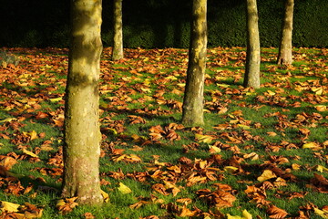 plane trees in autumn