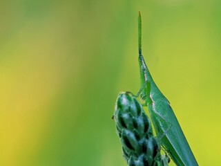 Macro of Green Cone-nosed Grasshopper (Atractomorpha crenulata) Head, Morning Dew, Eye and Nature Detail Focus