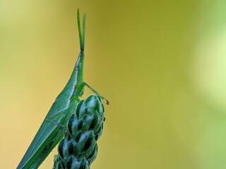 Macro of Green Cone-nosed Grasshopper (Atractomorpha crenulata) in Flower Bud, Yellow Bokeh Background, Natural Camouflage Concept