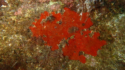 Red encrusting sponge or orange-red encrusting sponge (Crambe crambe) undersea, Ligurian Sea, Italy, Imperia