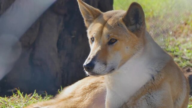 Dingo