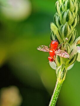 Red Signal Fly Scholastes Cinctus for Agricultural Pest Illustration and Science Education with Aesthetic Sharp Macro Detail on Green Background.