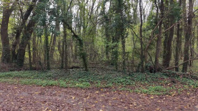 Aerial drone footage flying along a narrow forest path surrounded by tall trees and dense greenery in spring, peaceful nature trail view from above.