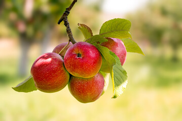A bunch of apples hanging from a tree