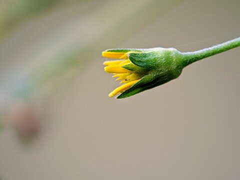 Macro Tridax procumbens Yellow for Soft Aesthetic Medical Poster.