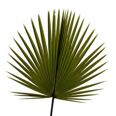 Obraz premium A single green palm leaf isolated on transparent background 