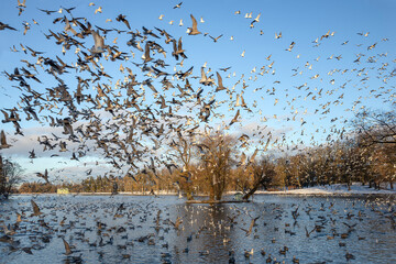 A flock of birds on a winter lake. Gatchina Park, Leningrad Region, Russia