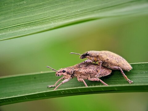 A Pair of Proboscis Beetles (Curculionidae sp.) on Grass Leaves &ndash; Macro Photography of Wild Insects