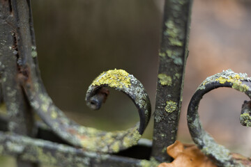 Metal fence covered with lichen in shades of green and yellow