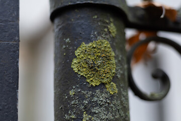 Lichen covering an old metal pole with textured surface