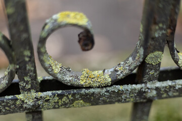 Metal fence covered with lichen in shades of green and yellow