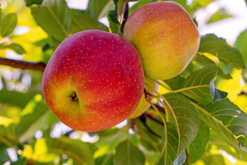 Two apples hanging from a tree