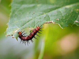 Fototapeta premium Red caterpillar Cethosia cyane macro, a thorny caterpillar pest that eats green leaves.