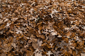 Dry oak leaves lying on the ground, showing warm autumn colors