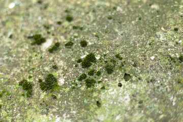 Lichen and moss growing on rough concrete surface