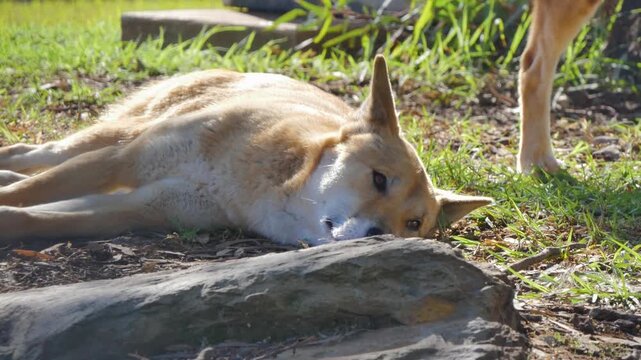 Laying dingo