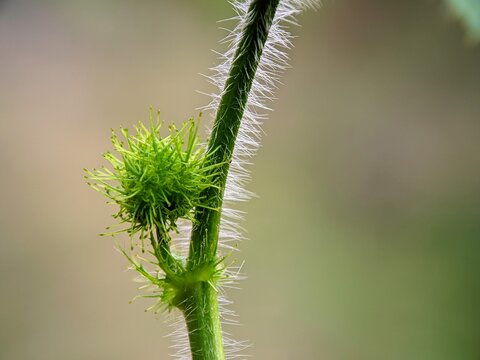 Hairy green vine stem with spiky bud growing vertically in high detail macro photography for botany textbook background