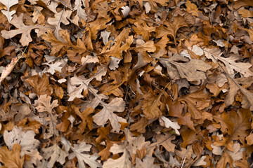 Dry oak leaves lying on the ground, showing warm autumn colors