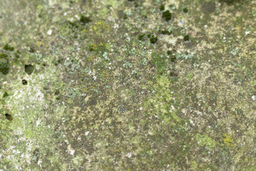 Lichen and moss growing on rough concrete surface