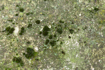 Lichen and moss growing on rough concrete surface